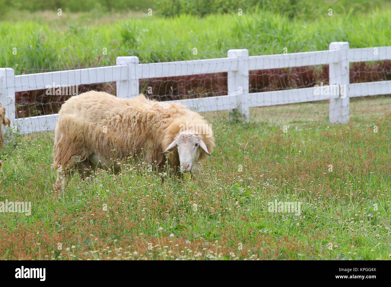 sheep eat grass in nature Stock Photo - Alamy