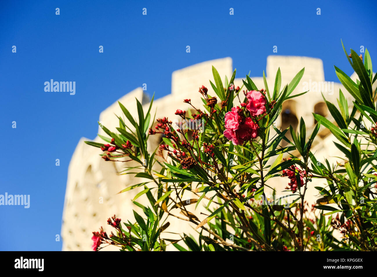 oleander front tower in korcula Stock Photo