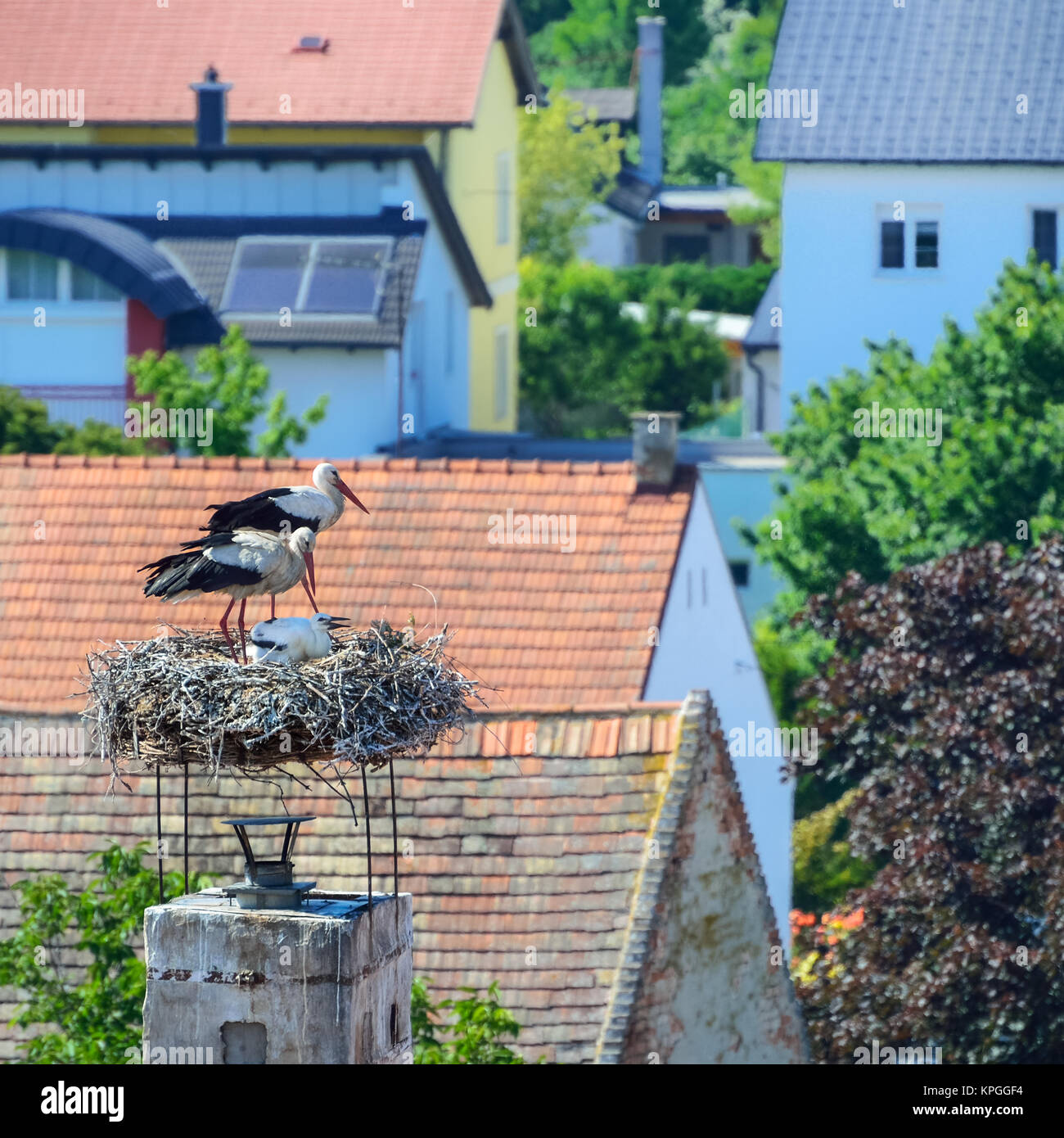 Stork and family in the nest in Burgenland Stock Photo