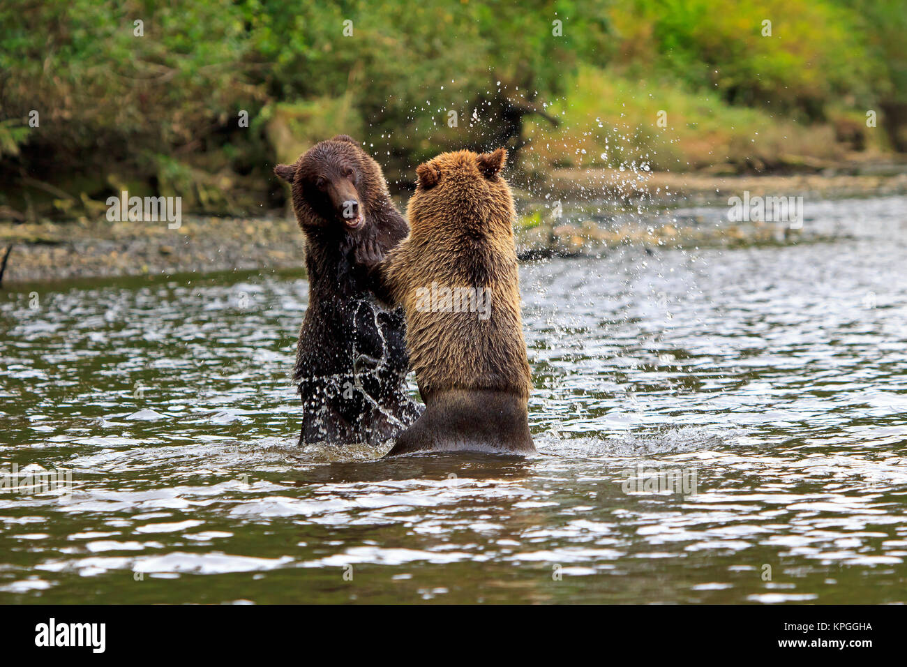 grizzlies Stock Photo