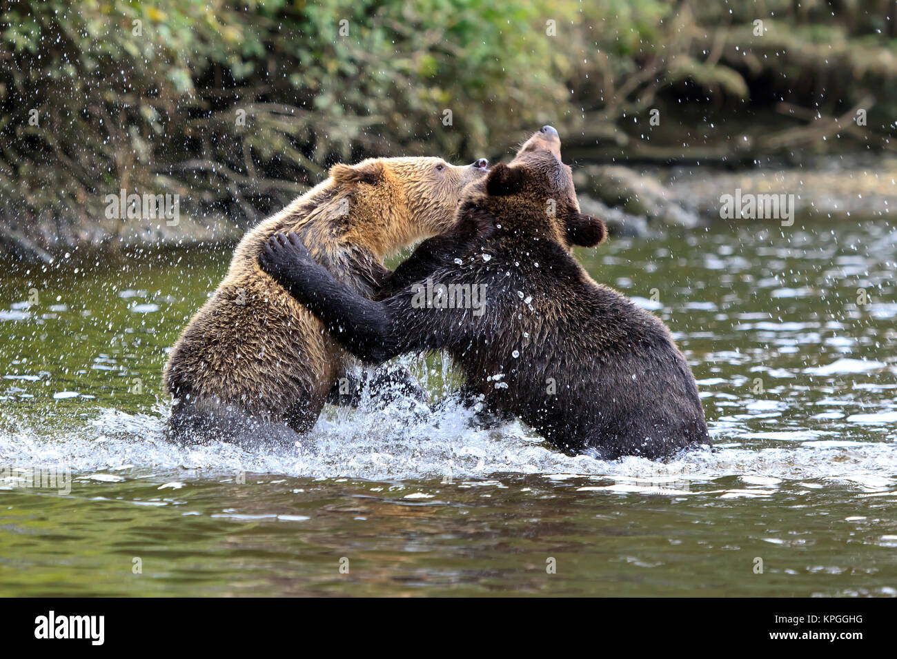 grizzlies Stock Photo