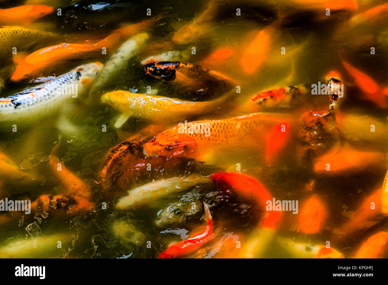 Chinese Colorful Orange Carp Koi Goldfish Yuyuan Garden Shanghai, China Stock Photo