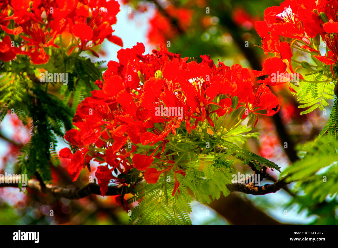 30,000+ Gulmohar Flower Pictures | Download Free Images on Unsplash