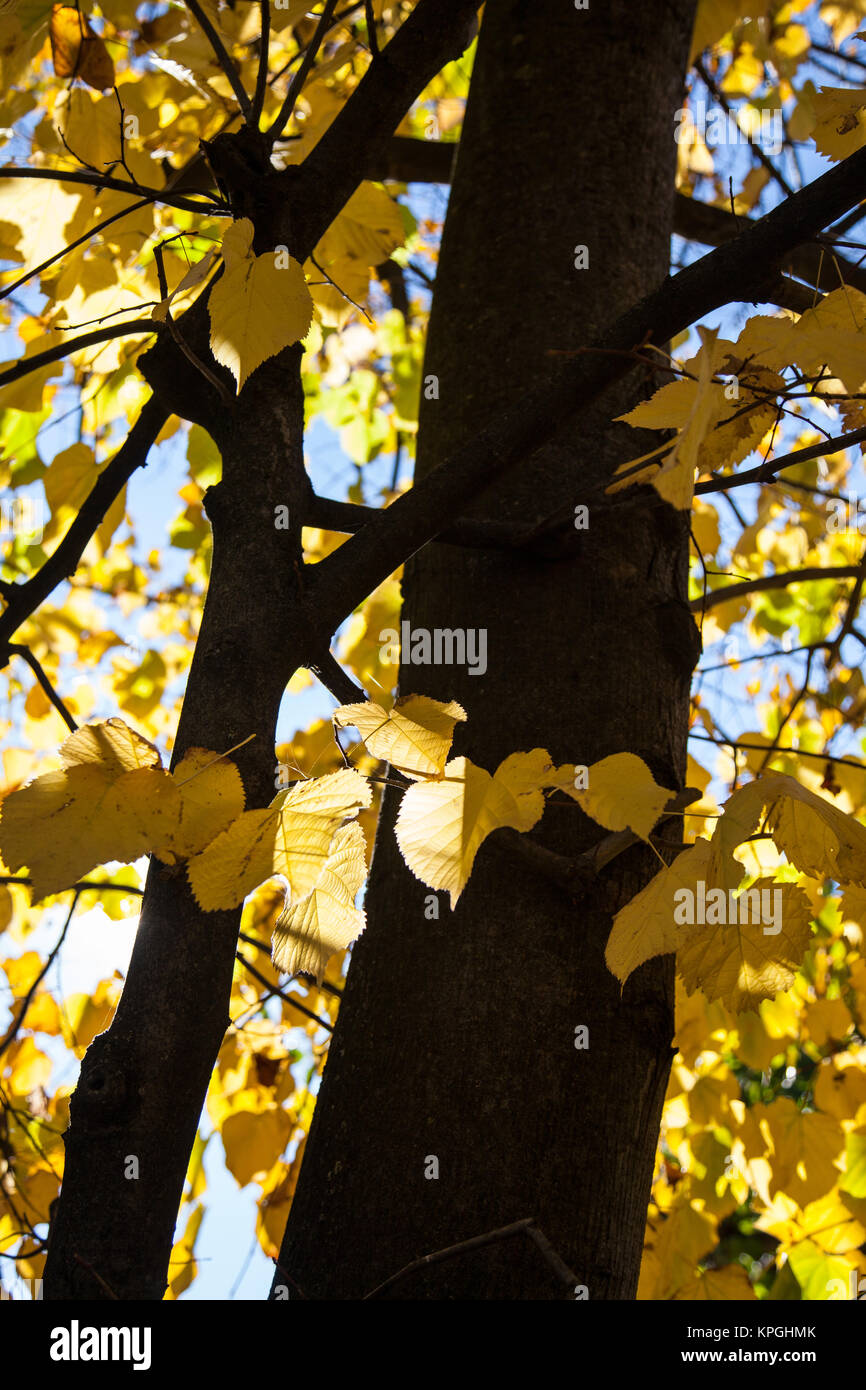 golden October Stock Photo