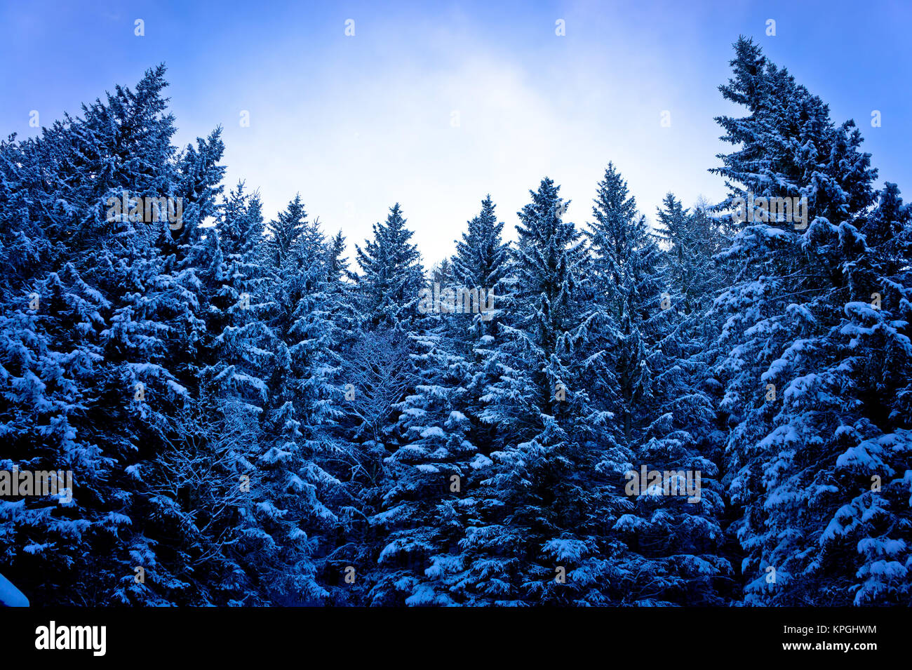 Alps pine forest in snow Stock Photo