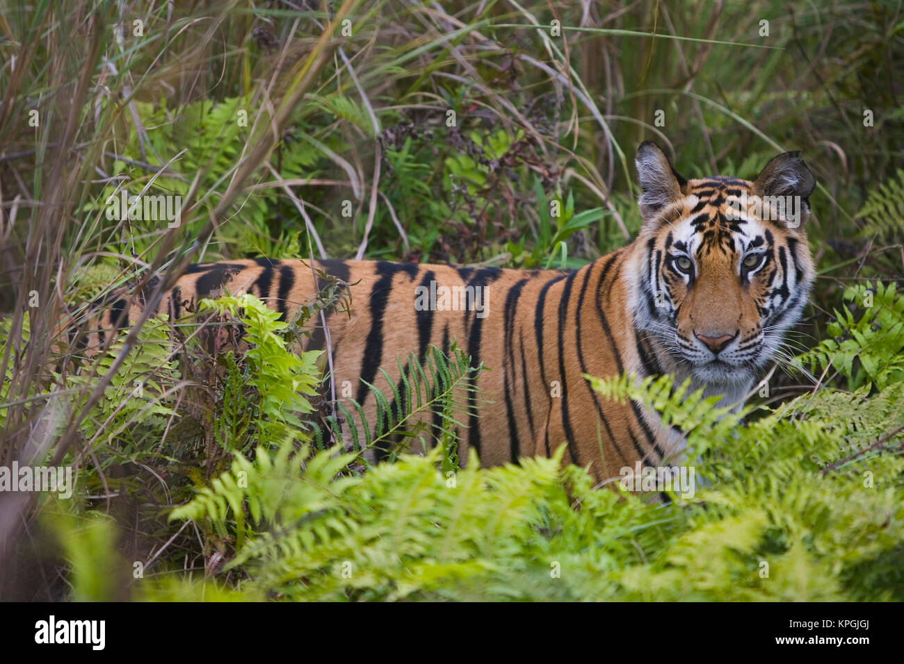 17 months old Bengal tiger cub in green meadow with tall grass and ferns, dry season Stock Photo
