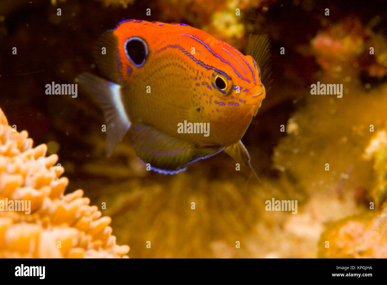 Princess Damselfish (Pomacentrus vaiuli) Banda Sea, Indonesia Stock Photo