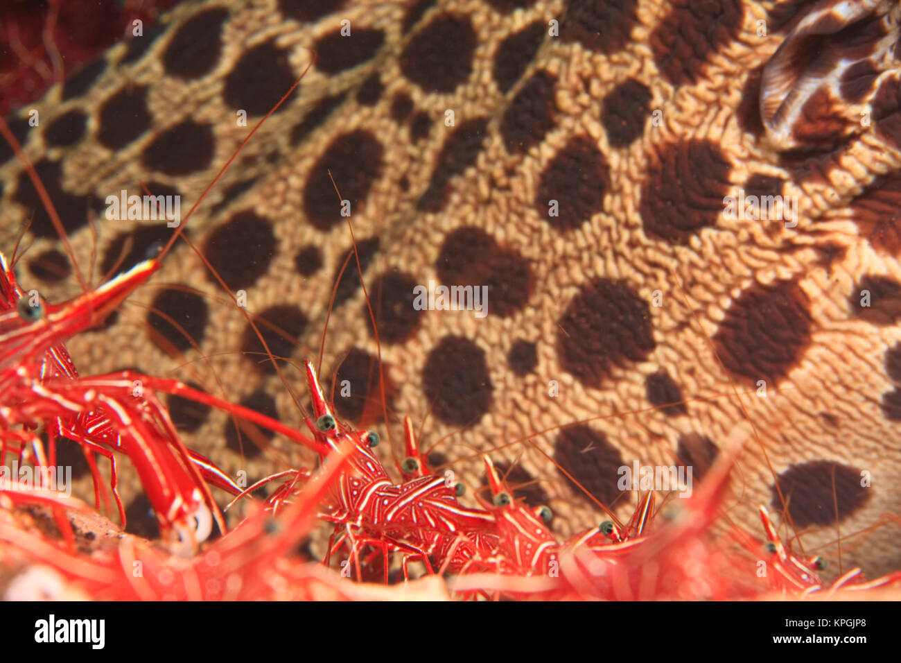 Hingebeak Cleaner Shrimp with Moray Eel in background, cleaning station, Tulamben, North Bali, Indonesia Stock Photo