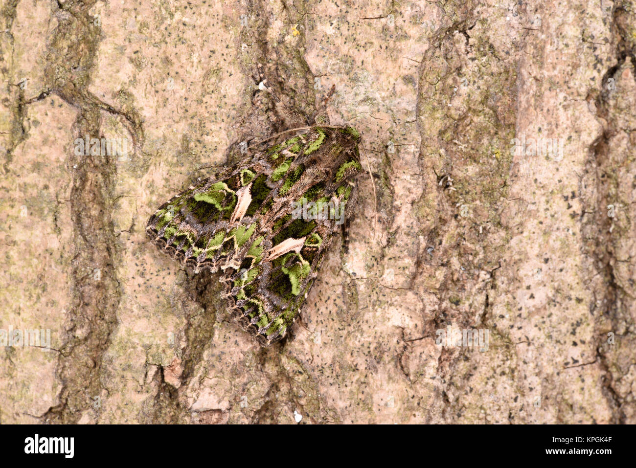 Orache Moth (Trachea atriplicis) adult at rest on tree trunk, captive bred Stock Photo