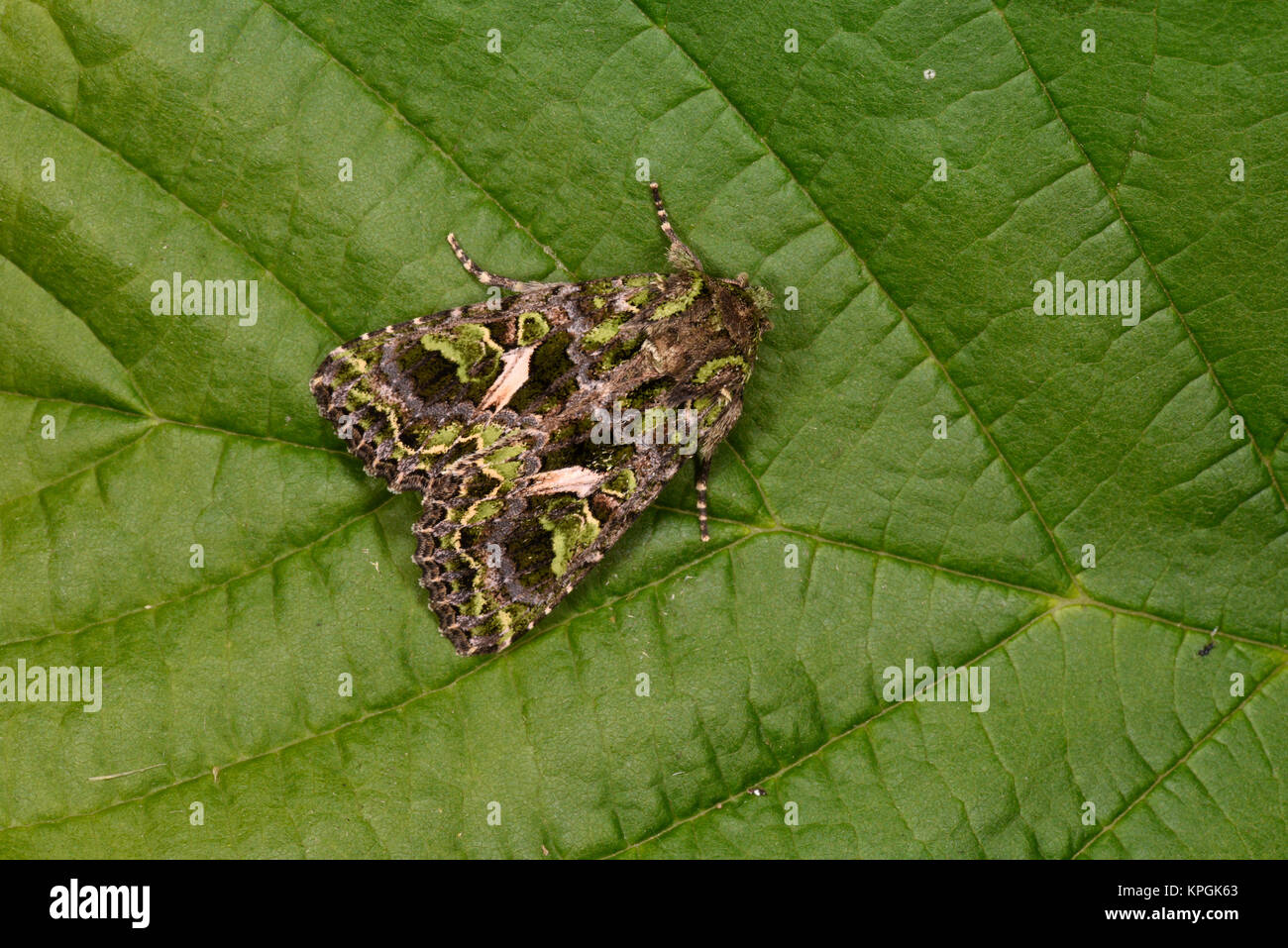 Orache Moth (Trachea atriplicis) adult at rest on leaf, captive bred Stock Photo