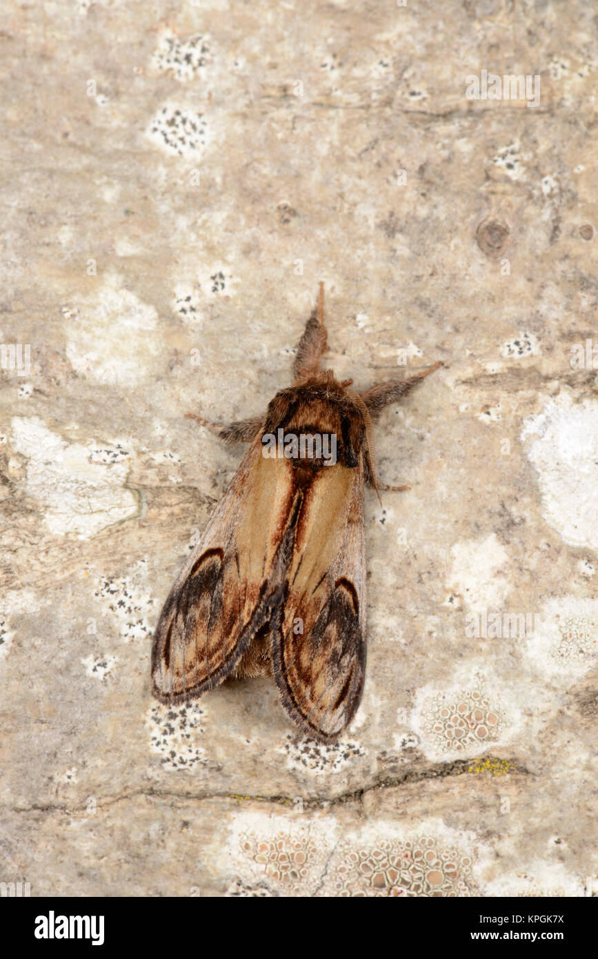 Pebble Prominent Moth (Notodonta ziczac) adult at rest on tree trunk, Monmouth, Wales, August Stock Photo