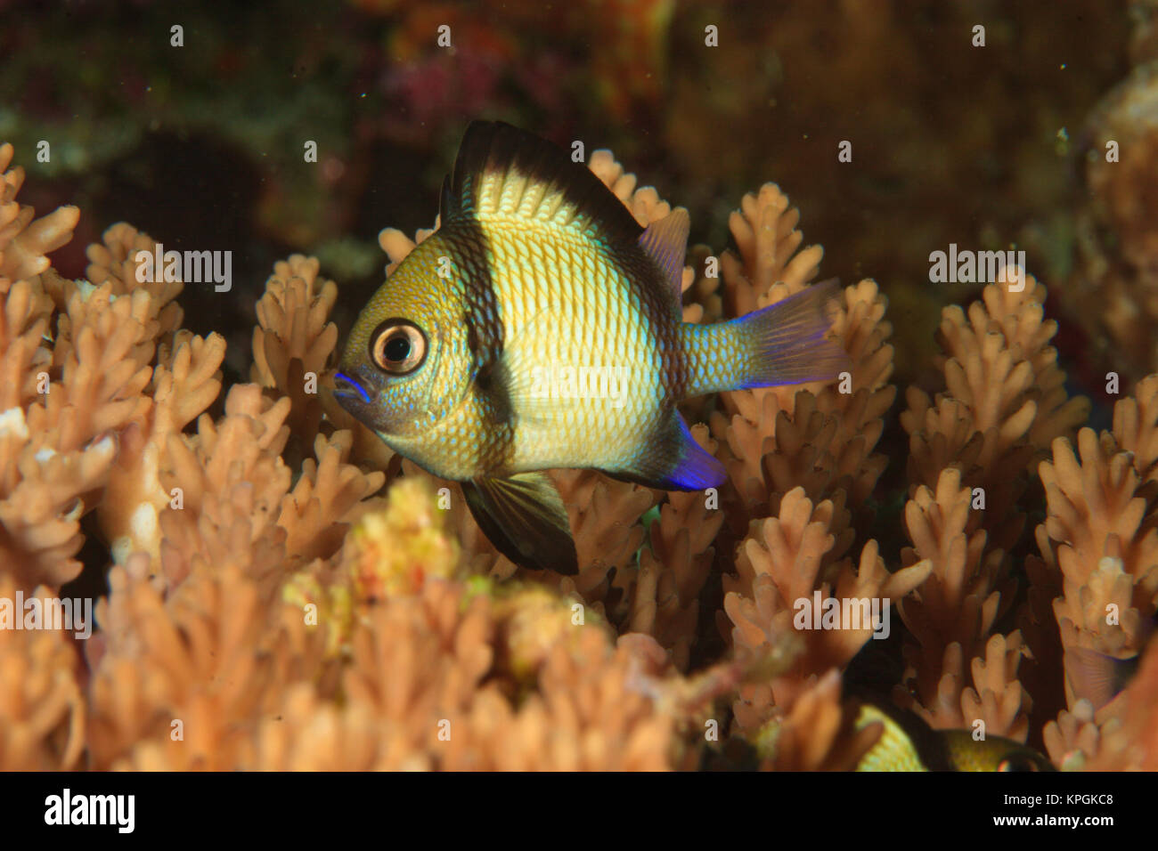 Reticulated Damselfish (Dascyllus reticulatus) Banda Sea, Indonesia