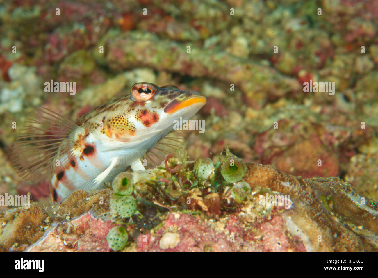 Longfinned Goby (Valenciennea longipinnis) Banda Sea, Indonesia Stock Photo