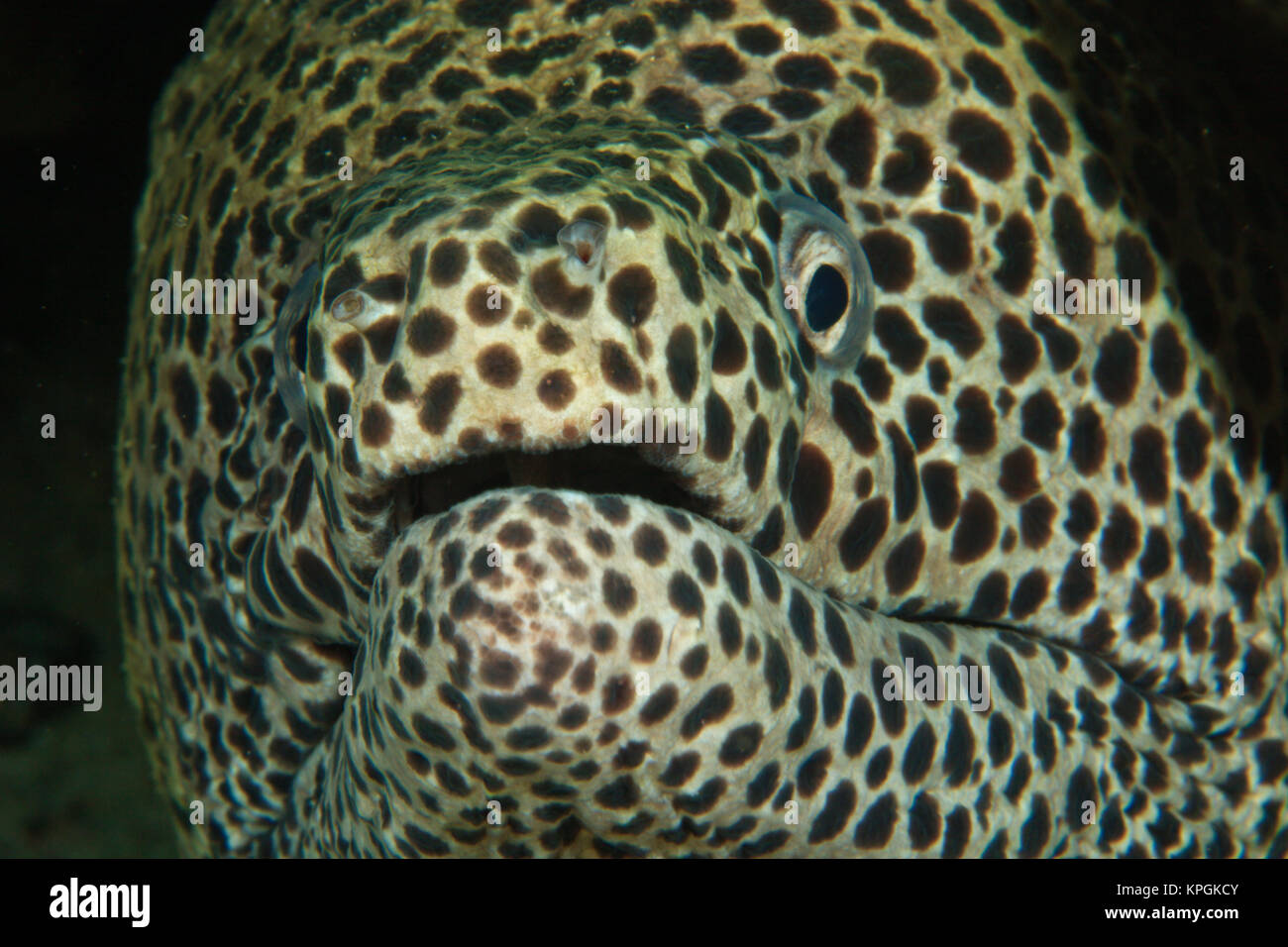 Blackspotted Moray Eel (Gymnothorax tessellata) Banda Sea, Indonesia Stock Photo