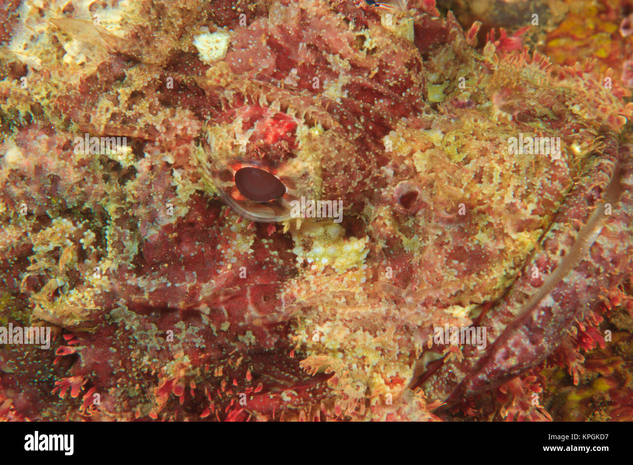 Scorpionfish (Scorpaenopsis oxycephalus) face detail, Banda Sea, Indonesia Stock Photo
