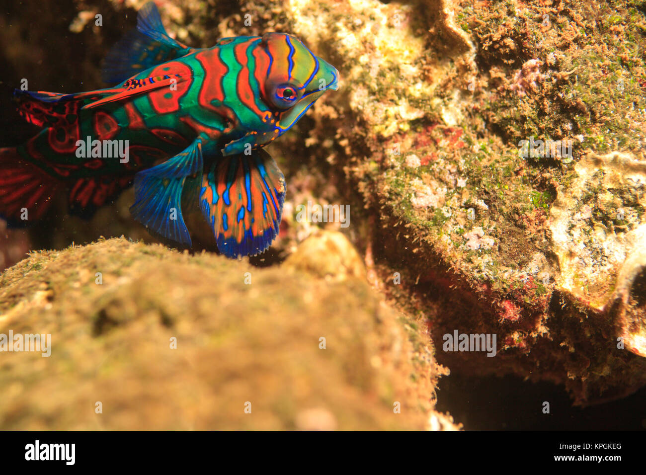 Mandarinfish (Synchiropus splendidus), Banda Sea, Indonesia Stock Photo
