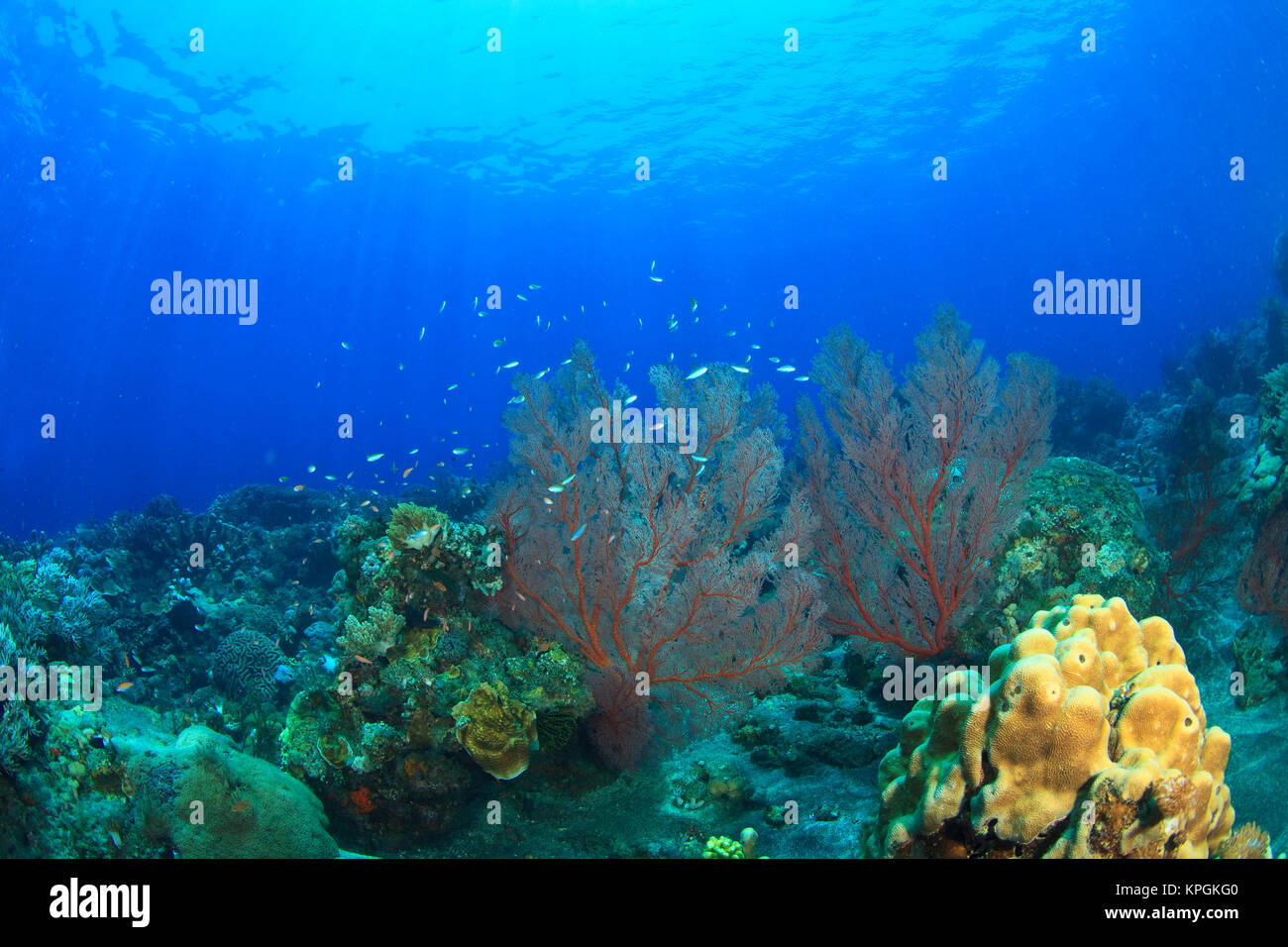 Brilliant red sea fans (Melithaea sp,), Komba Island, Flores Sea, Indonesia Stock Photo