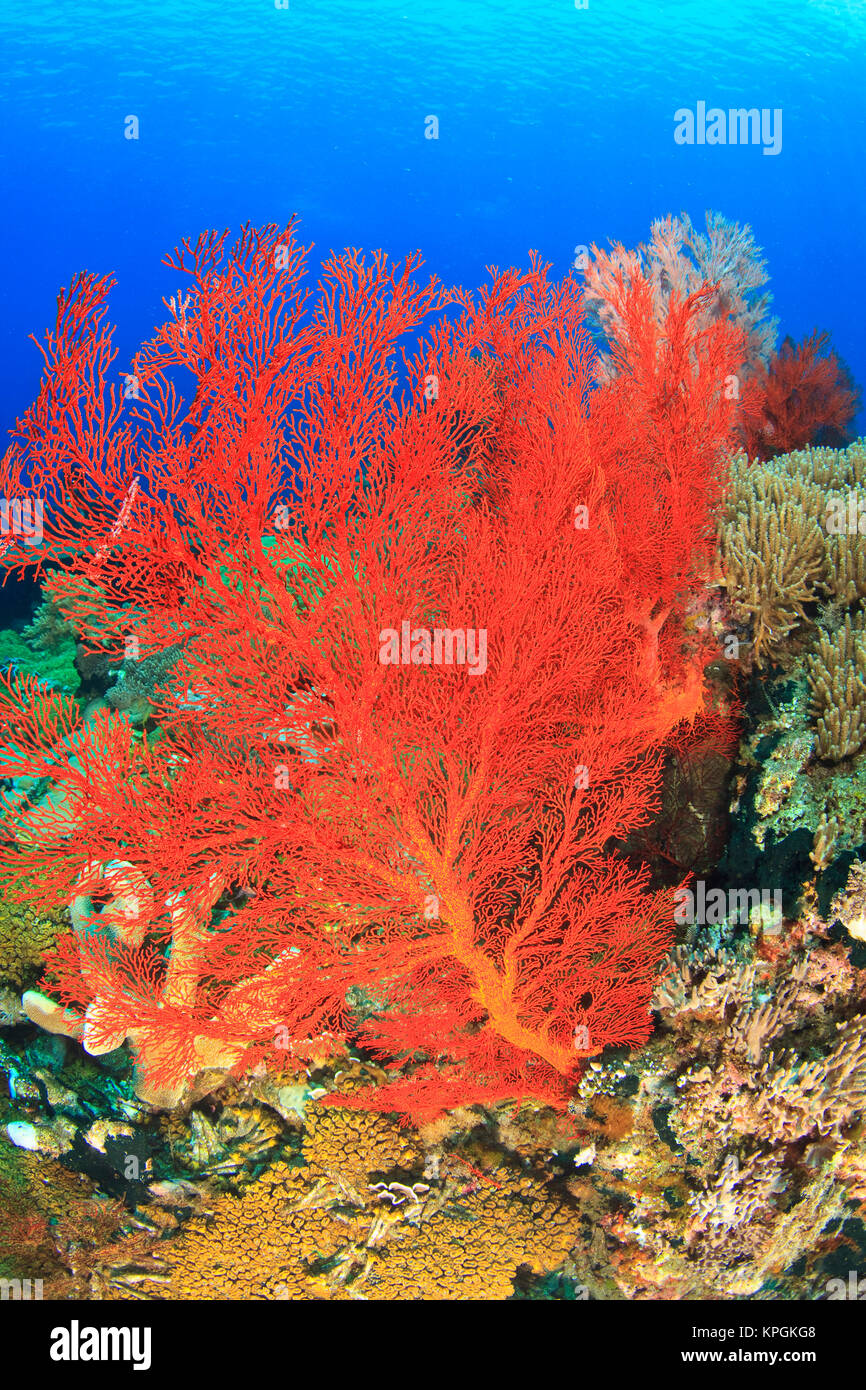 Underwater view of Red Sea Fans (Melithaea sp.), Komba Island, Flores Sea, Indonesia Stock Photo