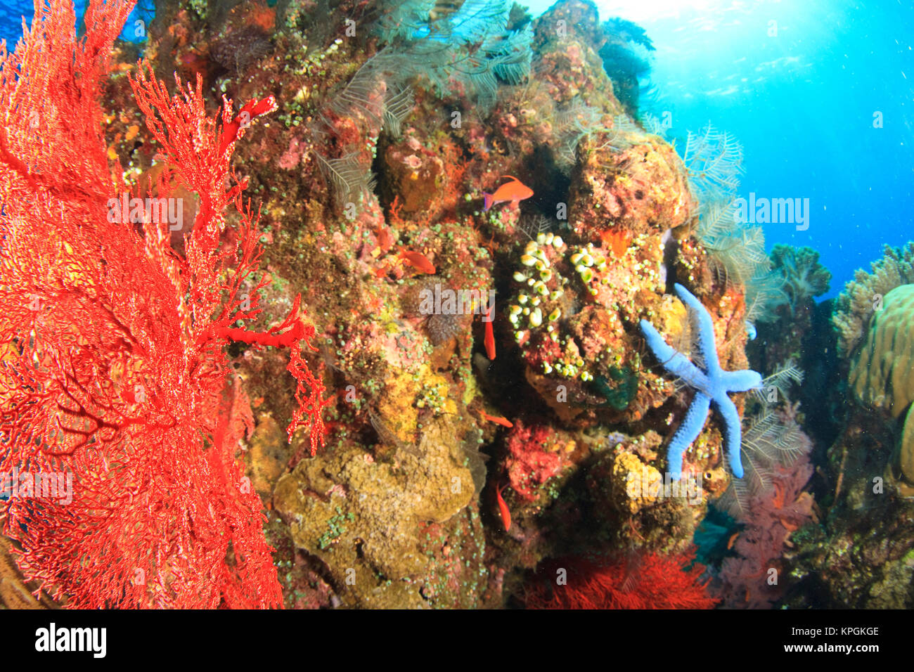 Underwater view of Red Sea Fans (Melithaea sp.) and Blue Sea Star (Linckia laeviagata), Komba Island, Flores Sea, Indonesia Stock Photo