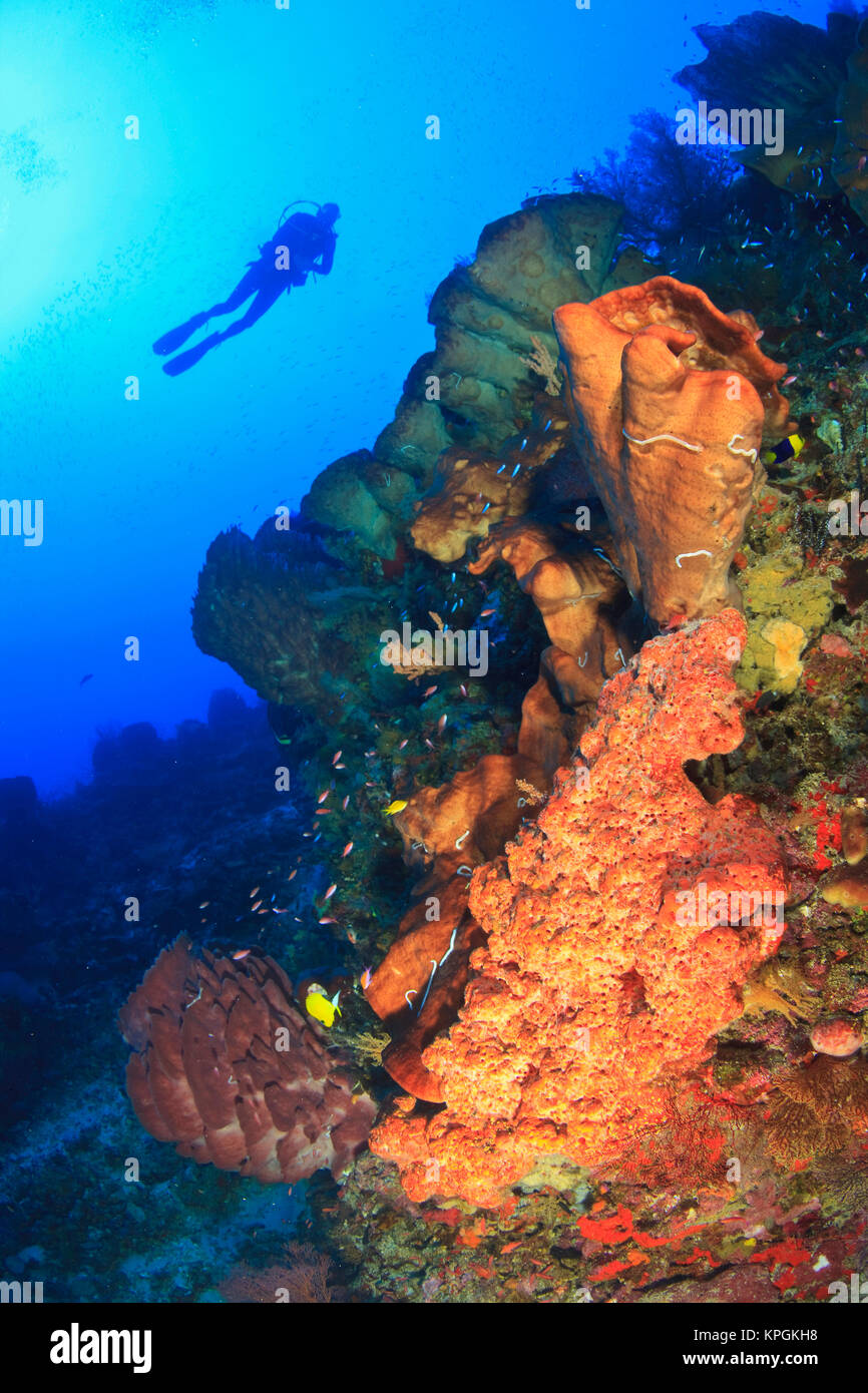 Scuba diver and colorful coral, sea fans, and sponges, Gunung Api Island, Banda Sea, Indonesia (MR) Stock Photo