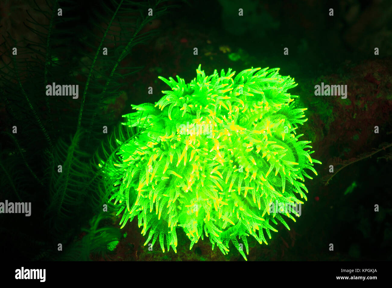 Natural occuring fluorescence in underwater red fluorescing sponges