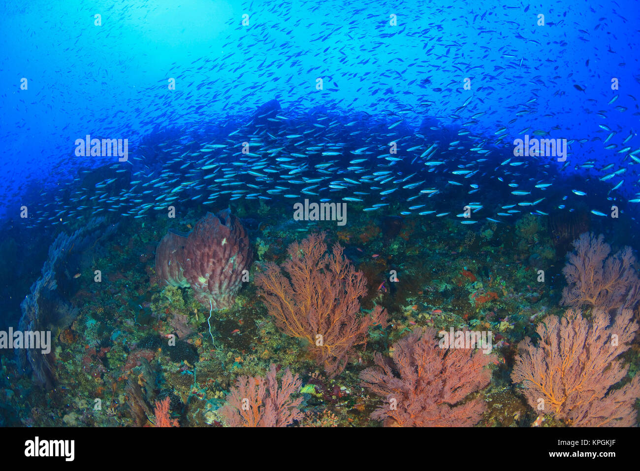 Profuse sea life, fusiliers and soft corals and sea fans, Gunung Api Island, Banda Sea, Indonesia Stock Photo