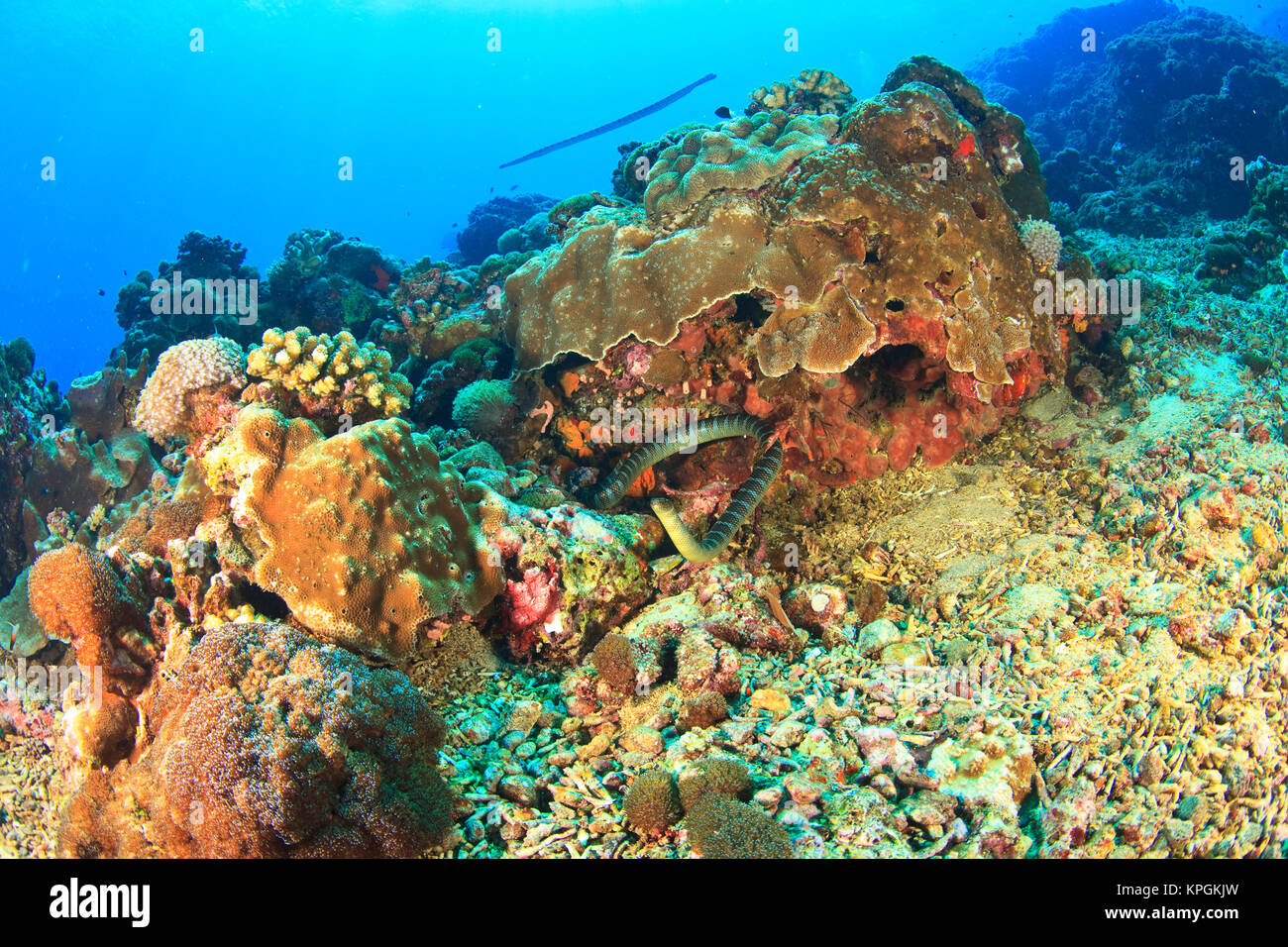 Banded Sea Krait (Laticauda sp. ), Gunung Api Island, Banda Sea, Indonesia Stock Photo