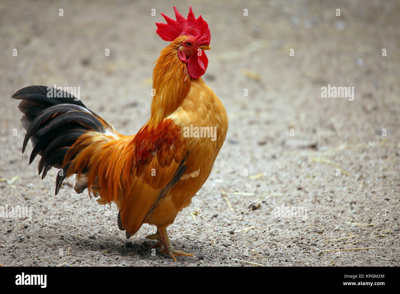 colorful rooster on a chicken farm Stock Photo