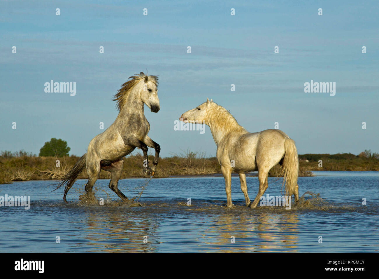 Majestic horse running hi-res stock photography and images - Page 2 - Alamy