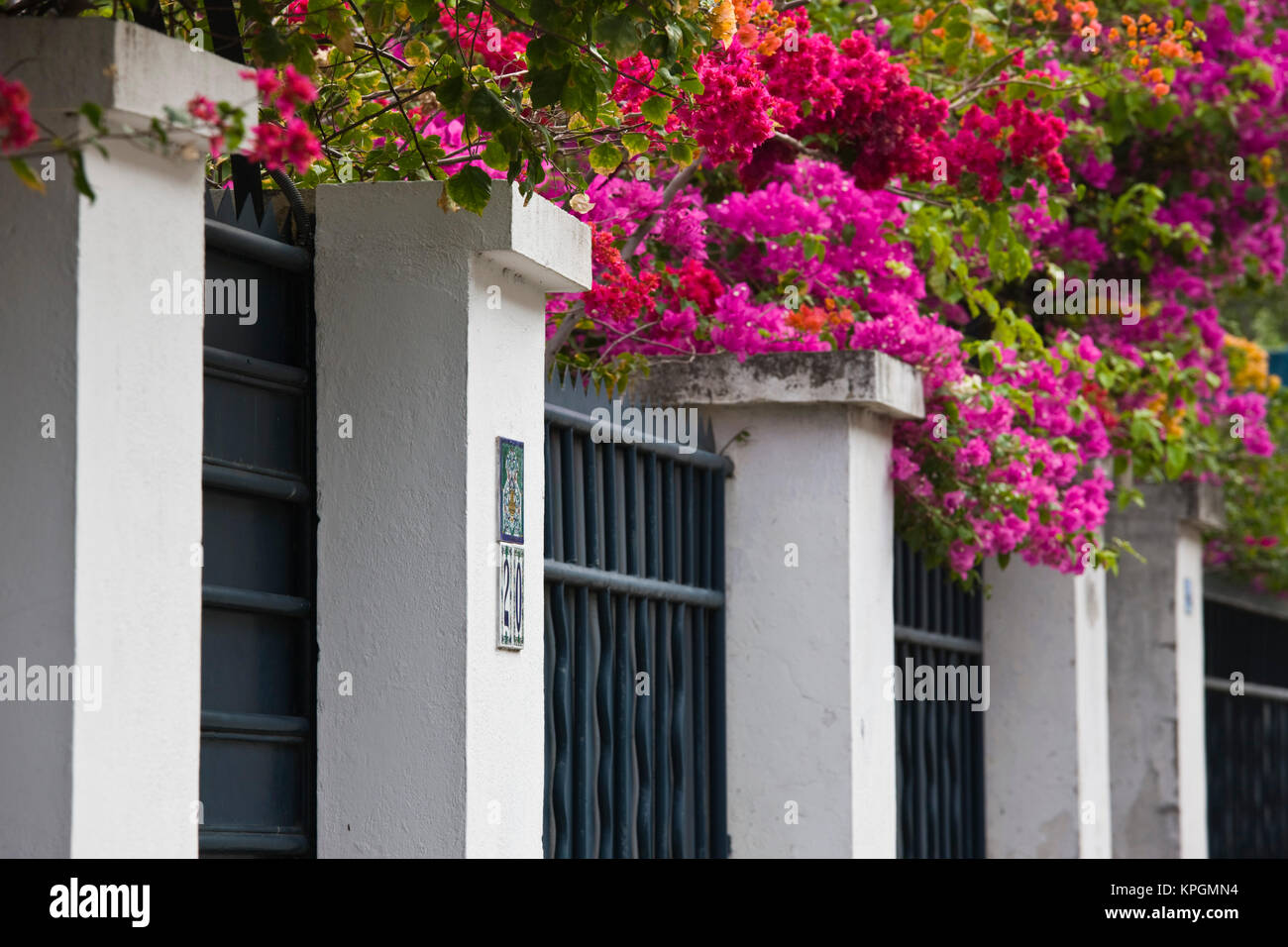 France, Reunion Island, StDenis, fence with bougainvilla flowers, Rue