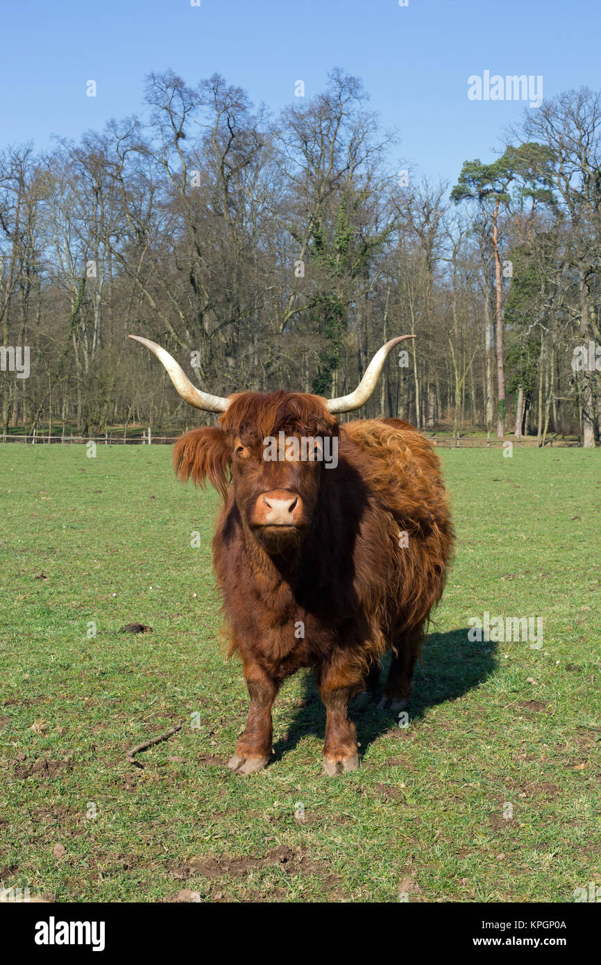 Scottish highland cattle on a meadow,blue cloudless sky Stock Photo - Alamy