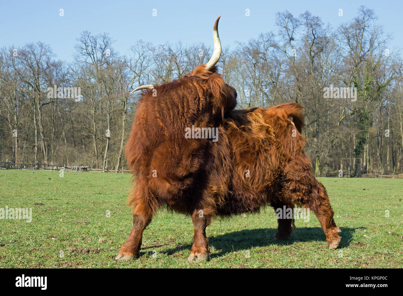 Scottish highland cattle on a meadow,blue cloudless sky Stock Photo - Alamy