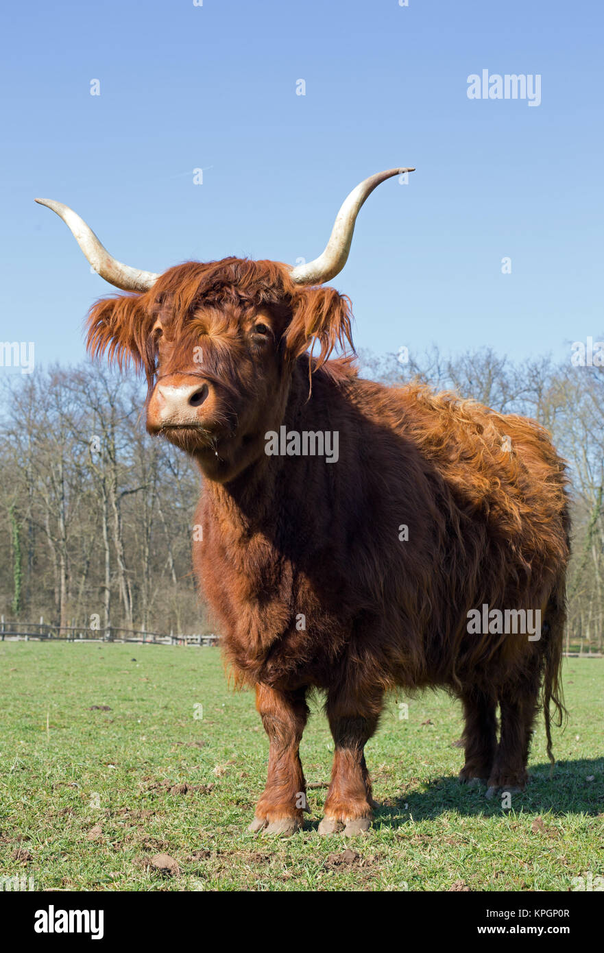 Scottish highland cattle on a meadow,blue cloudless sky Stock Photo - Alamy