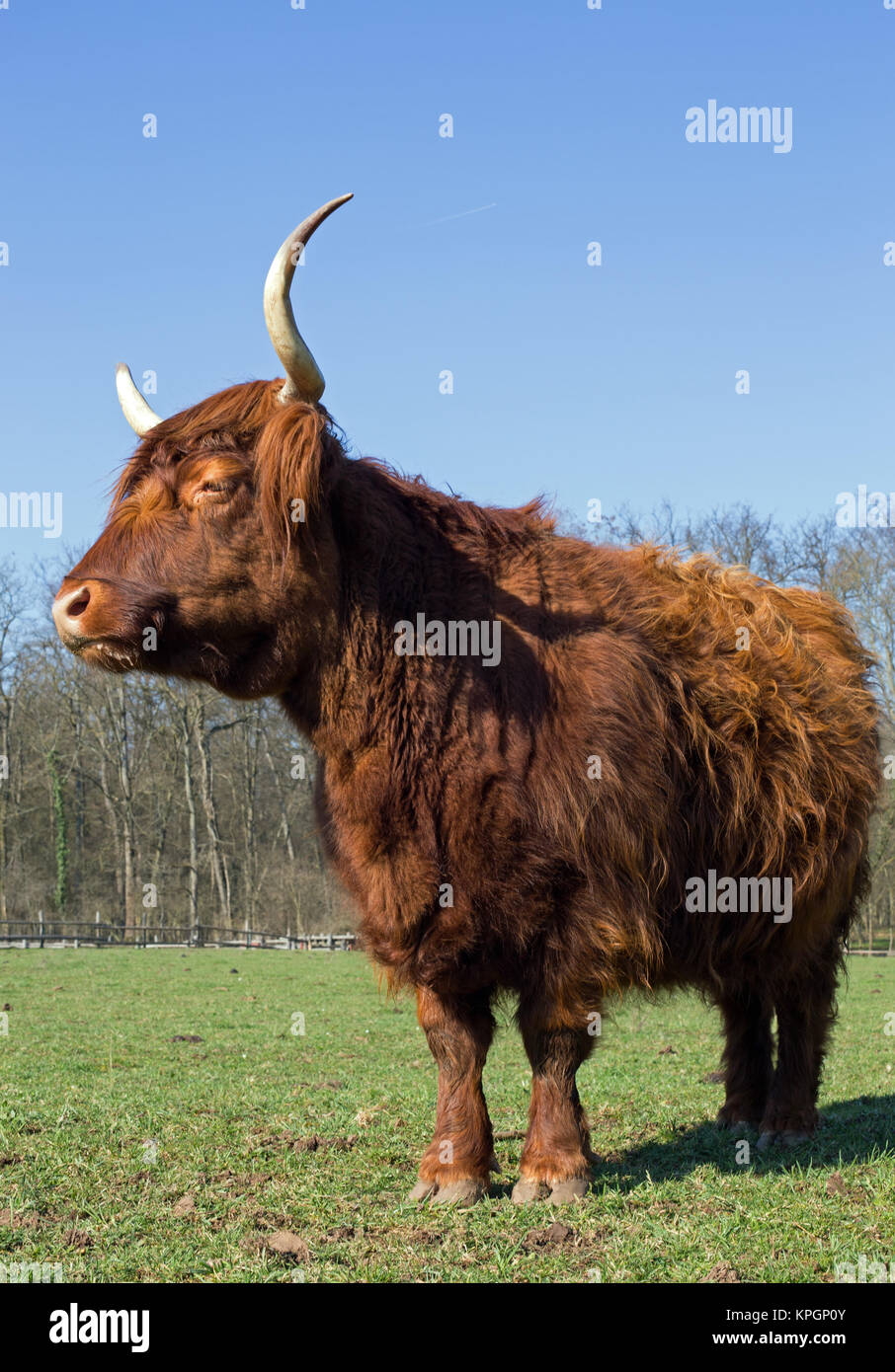 Scottish highland cattle on a meadow,blue cloudless sky Stock Photo - Alamy