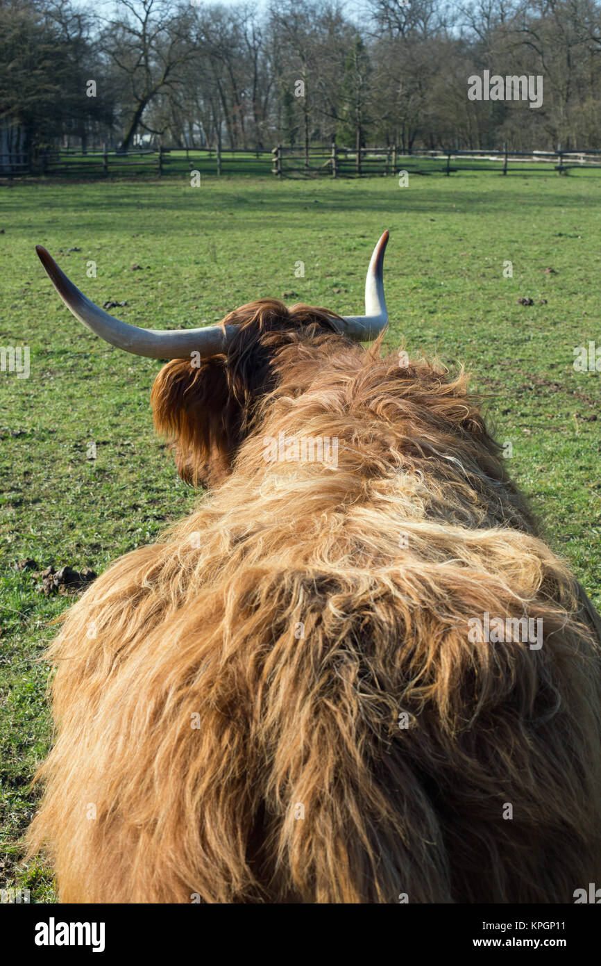 Scottish highland cattle on a meadow,blue cloudless sky Stock Photo - Alamy
