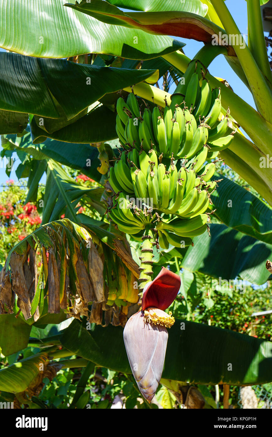 bananas on banana palm tree Stock Photo Alamy