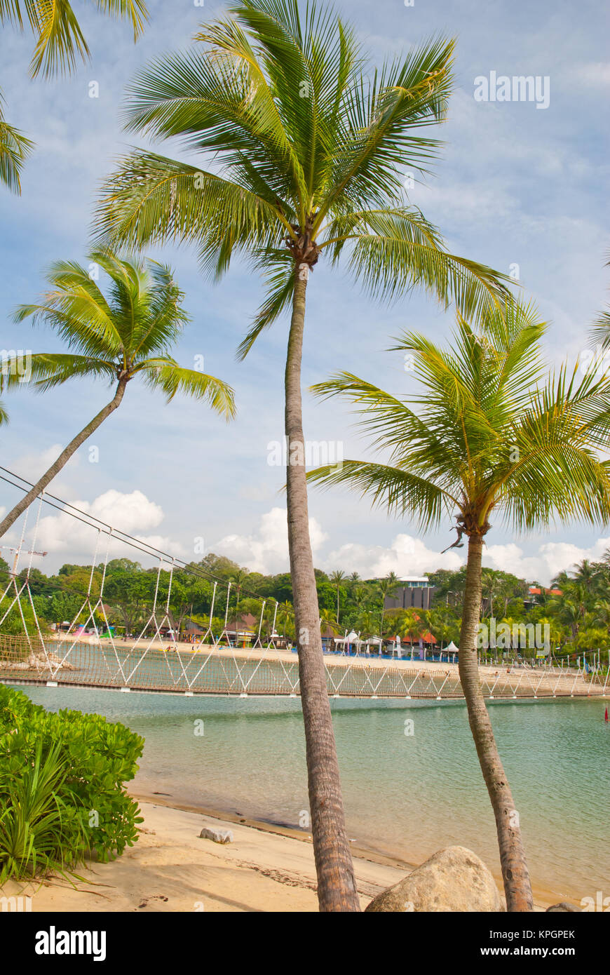 Singapore Coconut Tree Stock Photos & Singapore Coconut Tree Stock Images Alamy