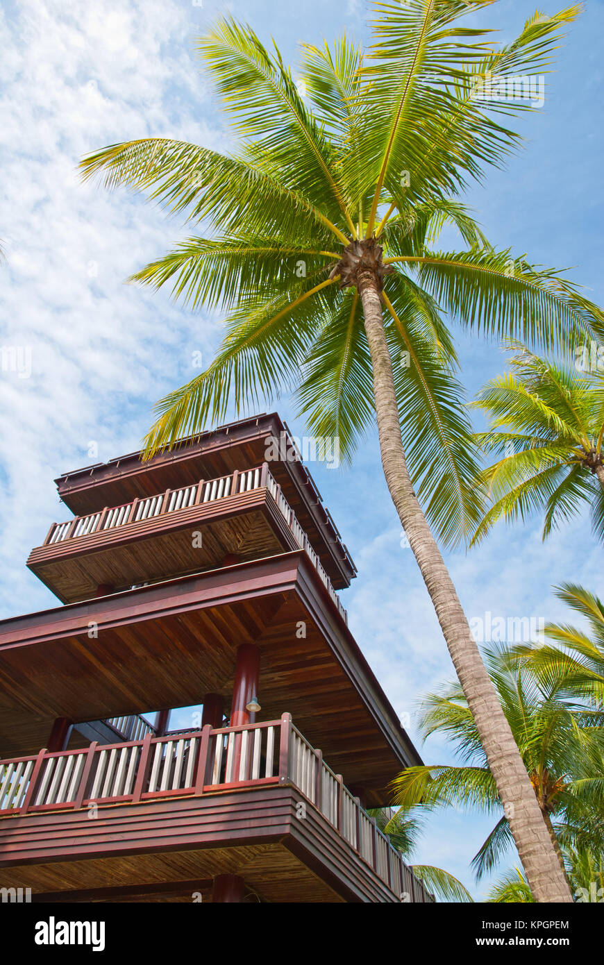 Singapore coconut tree hires stock photography and images Alamy