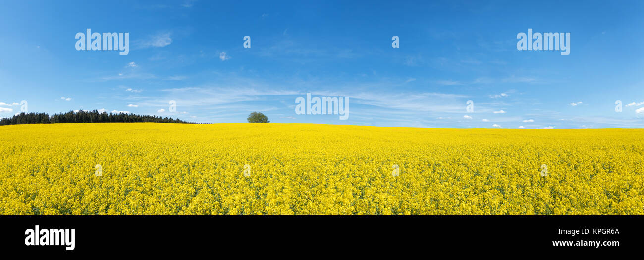 Yellow flowered crop hires stock photography and images Alamy