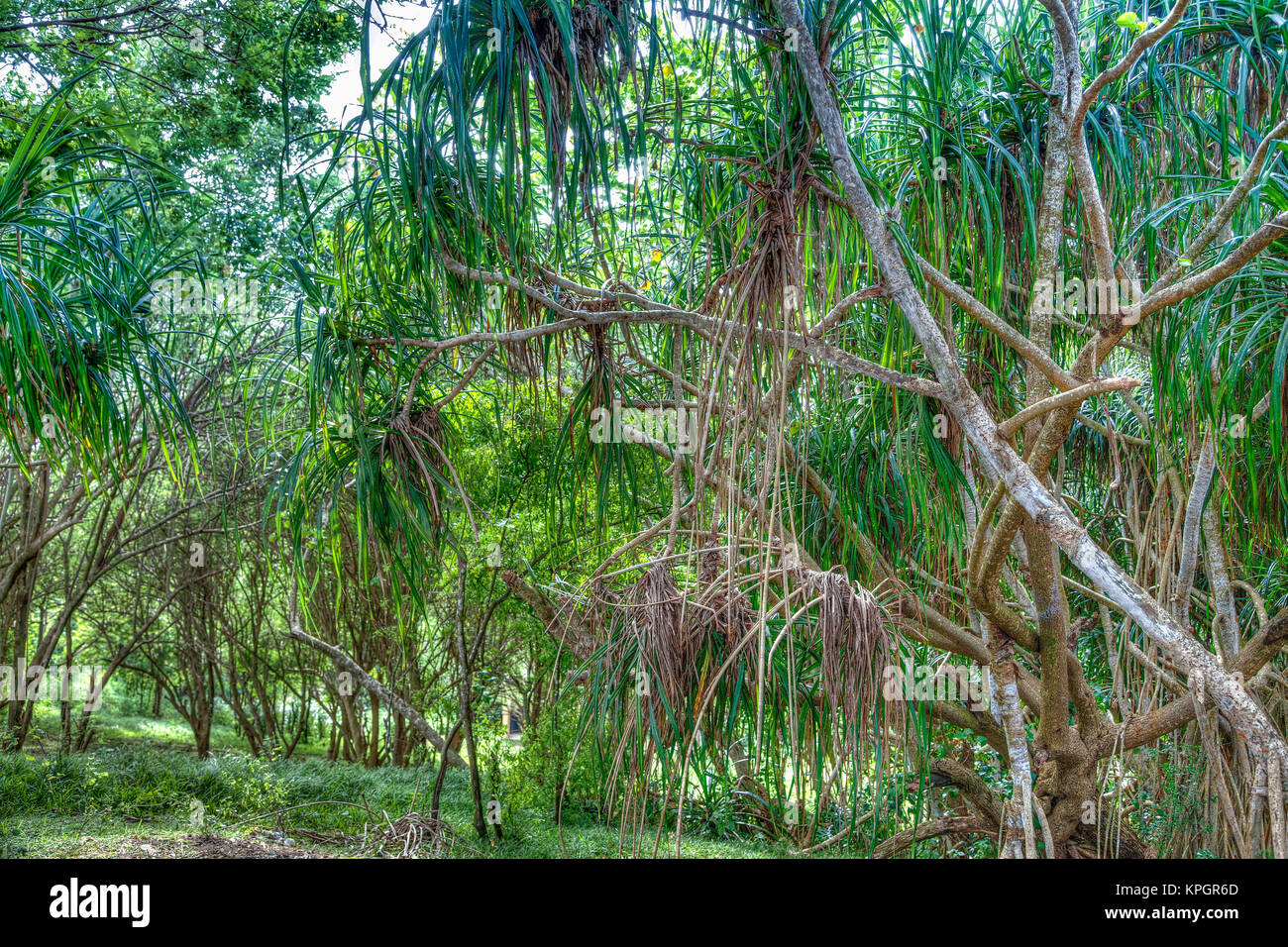 Ein Mangrovenwald im Süden Sri Lankas, einer Insel im Indischen Ozean Stock Photo