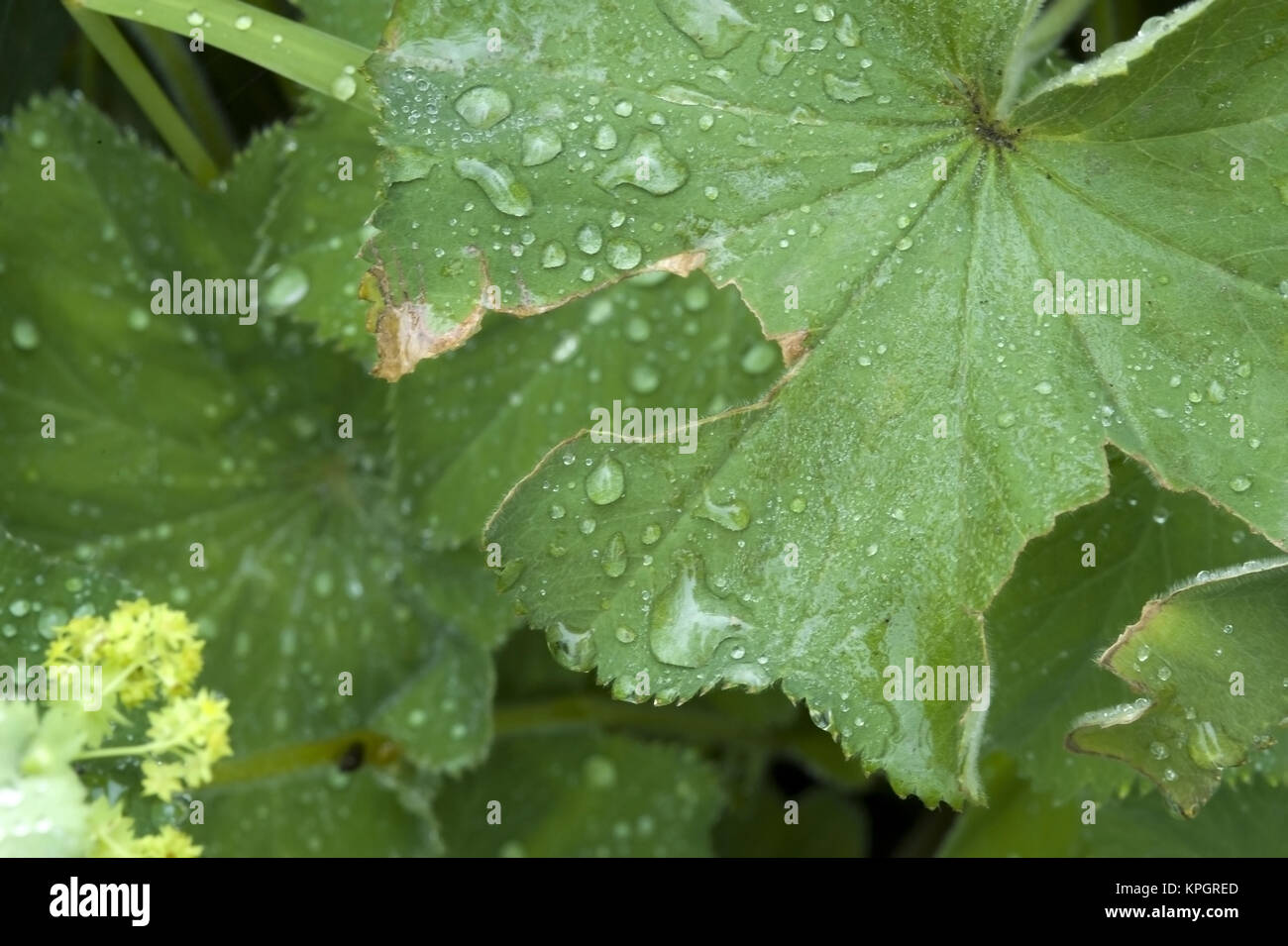 Regentropfen auf Bl?ttern - rain drops on leaves Stock Photo