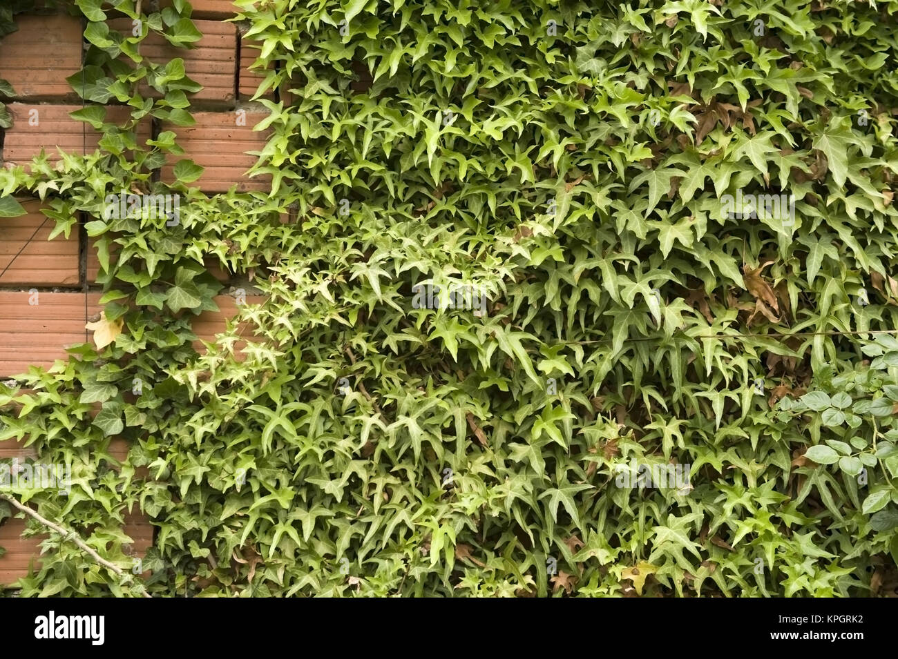 Kletterpflanzen an Ziegelmauer - creeper on a wall Stock Photo