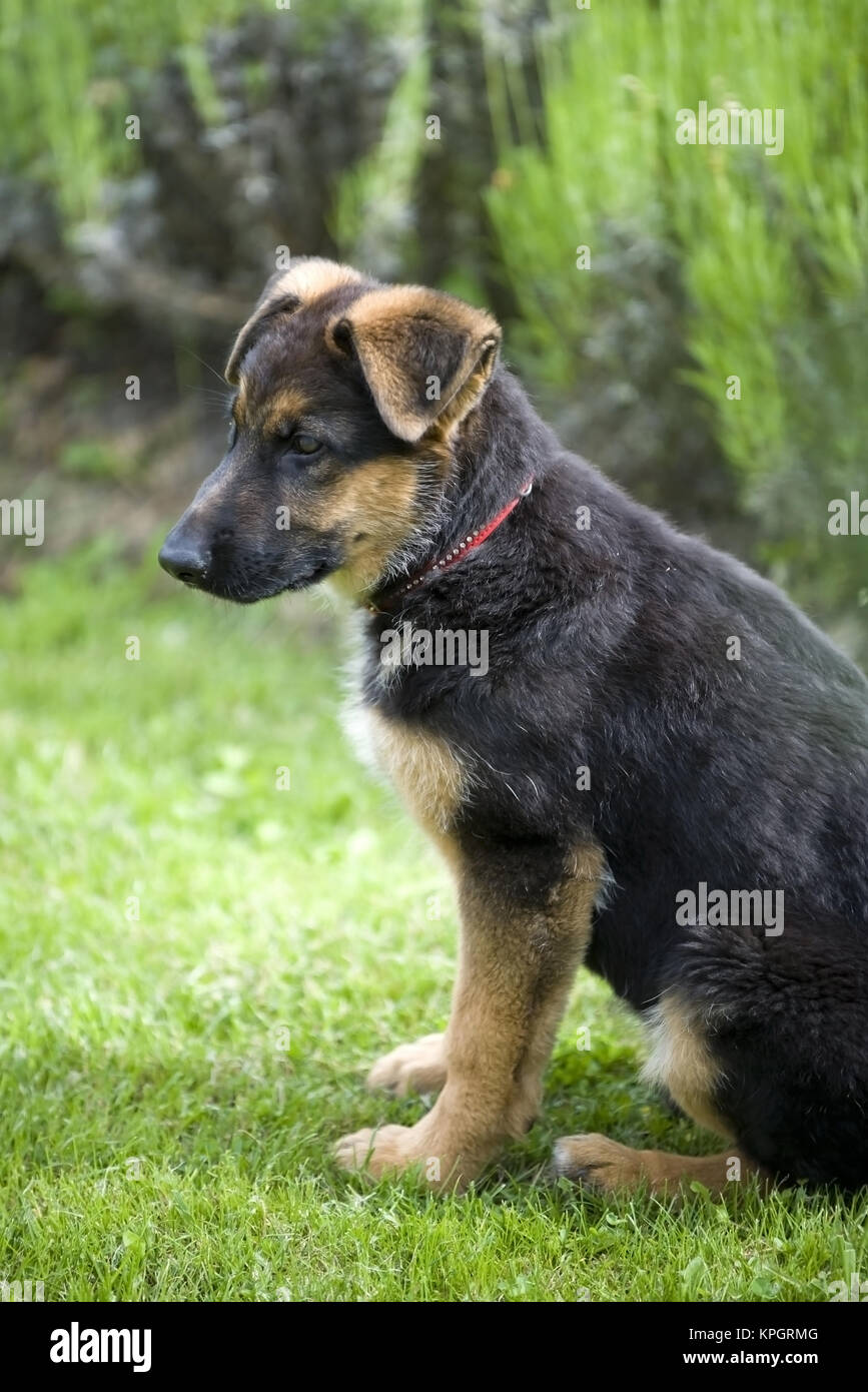 Junger Sch?ferhund in Wiese - little sheepdog Stock Photo