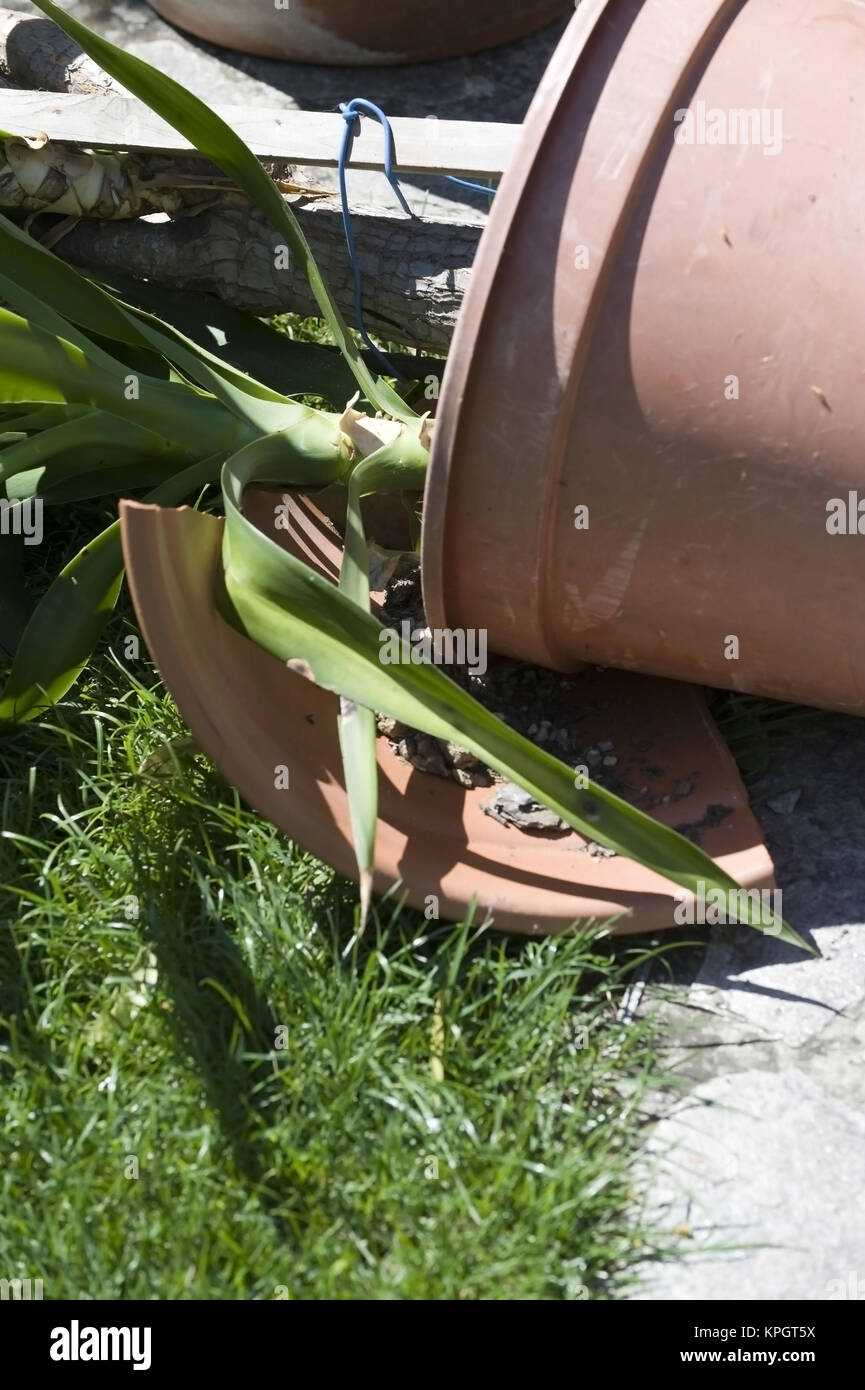 Zerbrochener Blumentopf mit Topfpflanze - broken flower pot Stock Photo