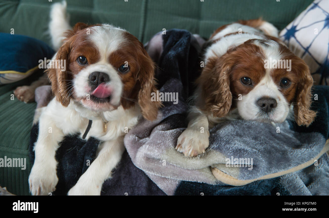 Cavalier King Charles spaniel dogs posing. Stock Photo