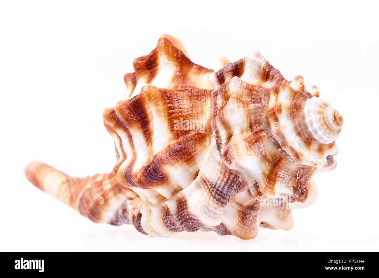 Seashell of horse conch isolated on white background Stock Photo