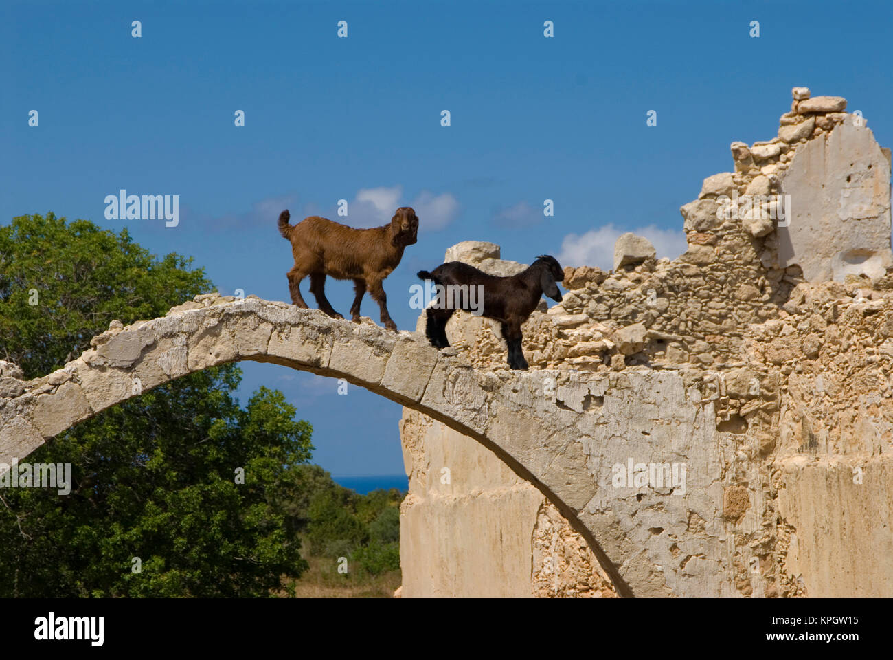Cyprus, Karpas peninsula, abandoned church of St Elouse near Dipkarpaz, goats above an arc of the destroyed monastery Stock Photo