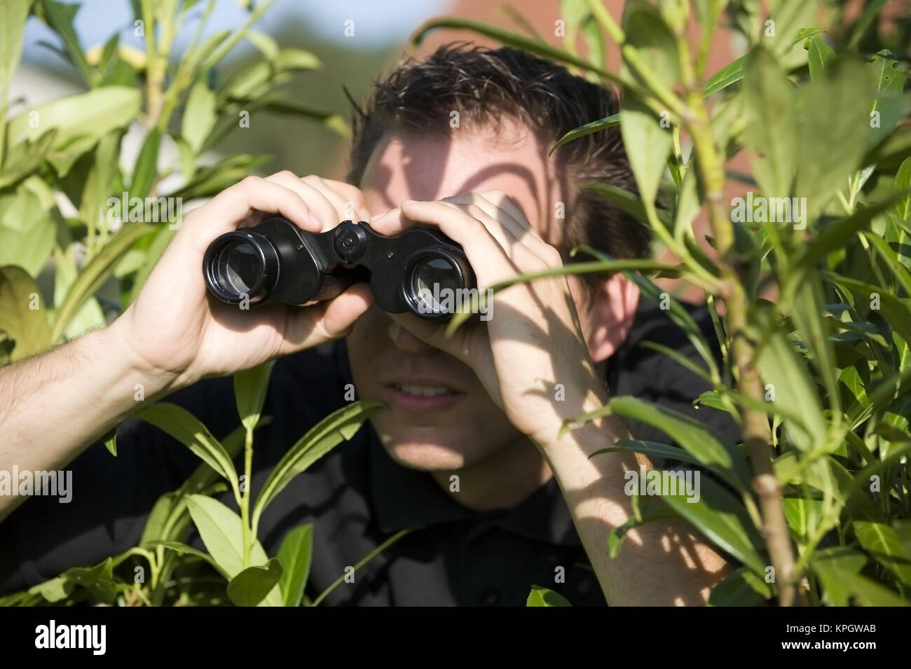 Model released , Neugieriger Nachbar mit Fernglas versteckt sich hinter der Hecke - man with spyglas hides behind a hedge Stock Photo