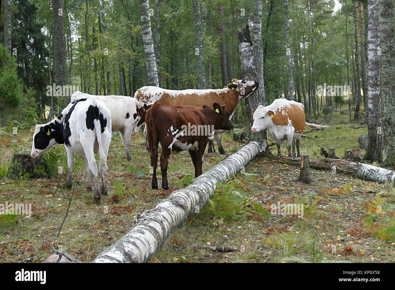 Cow cows cattle pasture grazing hi-res stock photography and images - Alamy
