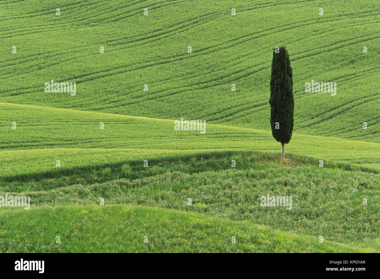 Wheat field and single cypress tree, Tuscany region of Italy Stock Photo